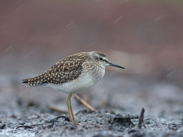 Liro, Wood Sandpiper, Tringa glareola
